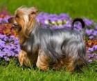 Australian Silky Terrier o un terrier è originario dell'Australia