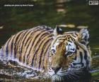 Tiger in acqua
