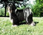 Il tibetan terrier è una razza canina originaria del Tibet