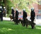 Agenti della polizia antisommossa con i cani