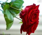 Una rosa bella
