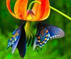 Due farfalle su un fiore