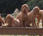 Cuccioli Vizsla