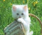 Gattino bianco carino
