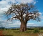 Baobab africano