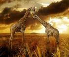 Due giraffe al crepuscolo