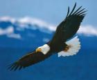 Aquila con le ali spalancate in volo