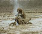 Moto endurance intrappolata nel fango