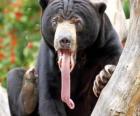 L'orso malese