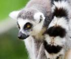 Lemure dalla coda ad anelli o lemure catta