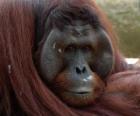 L'orango del Borneo