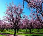 Alberi in fiore mandorle in primavera