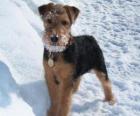 Welsh Terrier è originario del Galles