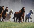 Mandria di cavalli di corsa nella prairie