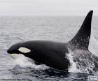Orca, balena assassina