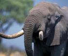 Testa di un elefante di grandi dimensioni