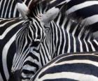 Zebre