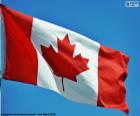 La bandiera del Canada, una bandiera rossa con un quadrato bianco nel suo centro, in cui c'è una foglia di acero rossa di 11 punte