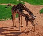 Giraffa adulto e bambino giraffa
