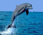 Delfino che salta in mare aperto