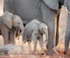 Mamma controllare il piccolo elefante