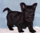 Cuccioli Scottish Terrier, Aberdeen Terrier e, popolarmente, Scottie