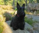 Lo Scottish Terrier è piccolo ma resistente, veloce, ha corpo e garrese muscolosi