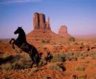 Cavallo nero del deserto