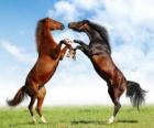Due cavalli allevamento