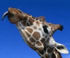 Ritratto della testa di una giraffa bellissima 