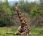 Giraffa di riposo