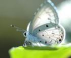Farfalla bianca