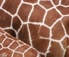 La pelle delle giraffe