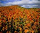 Foresta in Quebec, Canada