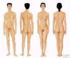 Corpo umano di uomo e donna da anteriore e posteriore