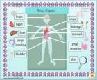 Organi del corpo umano in inglese