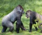 Due giovani gorilla che cammina a quattro zampe