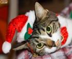 Gatto con un cappello di Babbo Natale