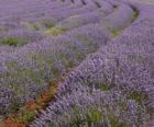 Campo di lavanda