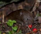 L'arvicola acquatica europea o ratto d'acqua