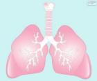 I polmoni