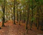 Gli alberi di una foresta