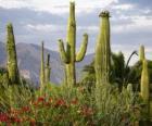 Cactus Saguaro