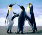Tre pinguini belle