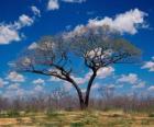 Un albero solitario