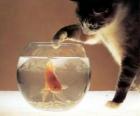 Cat che guarda un pesce