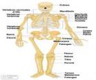 Scheletro umano. Le ossa del corpo umano (spagnolo)