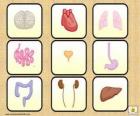 I principali organi del corpo umano