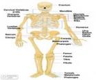 Scheletro umano. Le ossa del corpo umano (in inglese)
