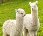 L'alpaca è una specie domestiche